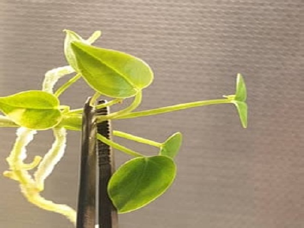 برگزاری مسابقه فیتوفتو در دانشکده کشاورزی