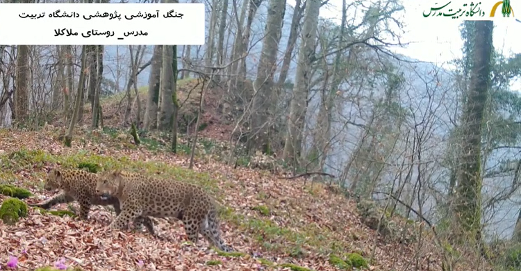 احداث جاده سلامت در مسیر جنگل تحقیقاتی دانشگاه تربیت مدرس/ ثبت تصاویر 3 قلاده پلنگ ایرانی در جنگل